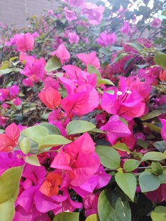 艳丽三角梅绽放