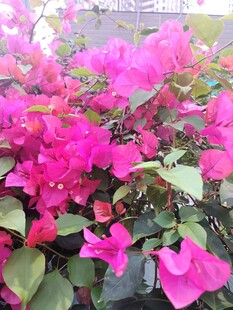 艳丽三角梅绽放