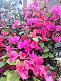 艳丽三角梅绽放