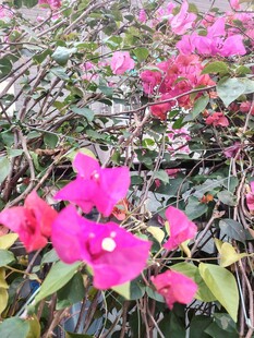 娇艳三角梅绽放