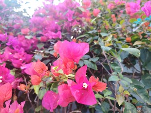 艳丽三角梅绽放