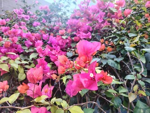 艳丽三角梅绽放美景