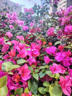 艳丽三角梅绽放美景