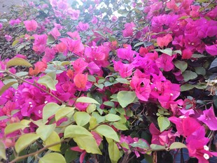 艳丽三角梅绽放美景