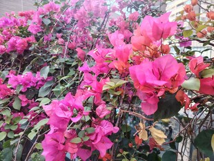 艳丽三角梅绽放美景