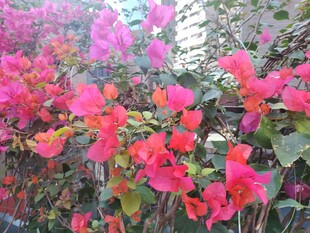 艳丽三角梅绽放