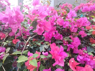 艳丽三角梅绽放美景