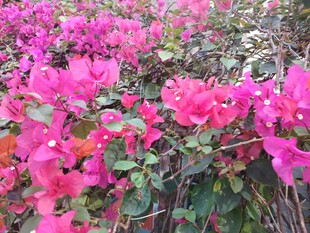 艳丽三角梅绽放景观