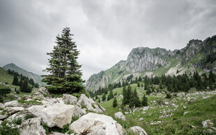 山间孤松