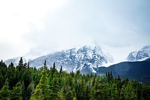 雪山下的茂密森林景观