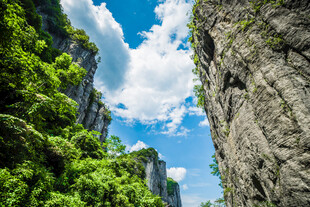 峻峭山崖旁的葱郁绿意