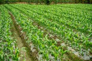 整齐的绿色玉米地