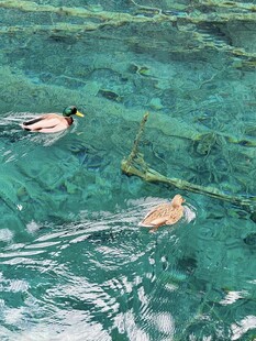 九寨沟的几只鸭子
