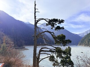 九寨沟 湖畔孤松