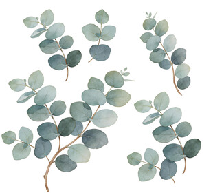 J水彩风桉树叶 尤加利叶