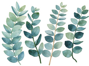 J水彩风桉树叶插画