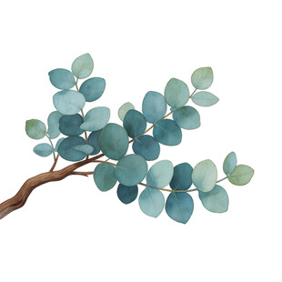 J蓝绿色桉树枝叶插画