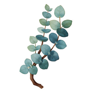  J尤加利叶 蓝绿色桉树枝插画