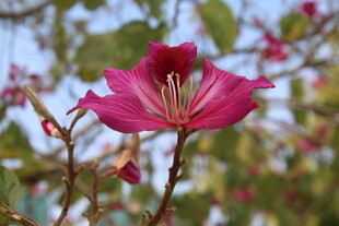 艳丽紫荆花绽放枝头