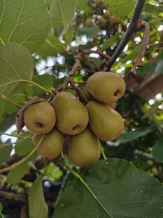 枝头饱满的猕猴桃果实