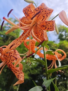 美丽卷丹百合花绽放