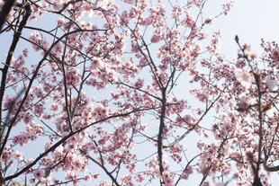 春日盛开的美人梅