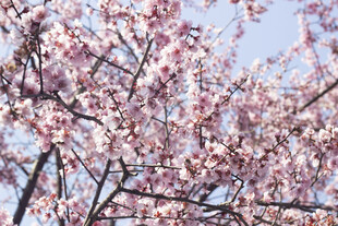 枝头绽放的美人梅