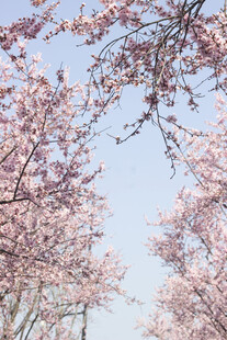 春日烂漫美人梅