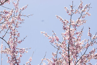 蓝天映衬下的烂漫美人梅