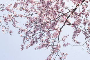 枝头烂漫美人梅绽放