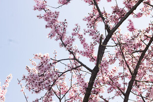 枝头绽放的烂漫粉色美人梅