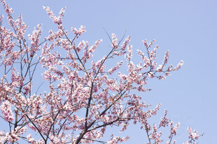 枝头绽放的美人梅