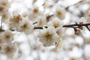 枝头绽放的白色梅花
