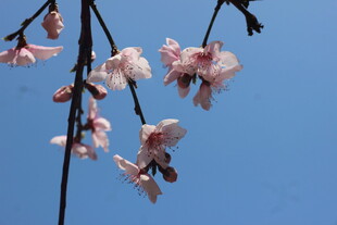 蓝天映衬下的粉嫩花枝