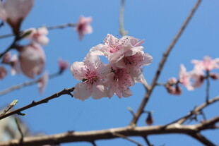 枝头绽放的粉嫩桃花