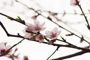 枝头绽放的粉嫩桃花