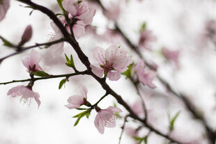 枝头绽放的粉嫩桃花