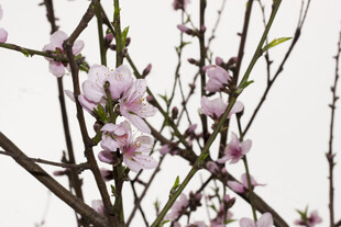 枝头绽放的粉嫩桃花