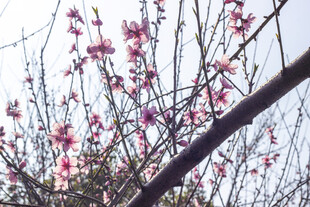 枝头绽放的粉嫩桃花