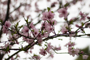 枝头绽放的粉嫩桃花