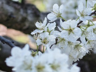 枝头绽放的洁白樱花
