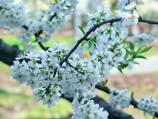 枝头绽放的洁白繁花