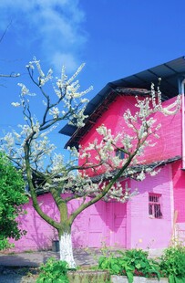 粉色小屋旁的烂漫花枝