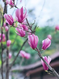 绽放的粉色玉兰花枝