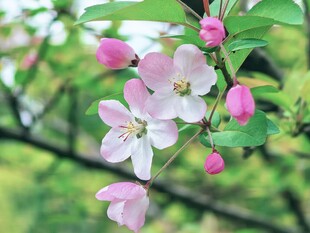 枝头绽放的粉嫩苹果花
