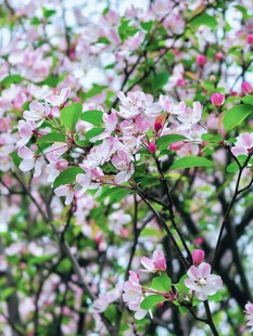 春日繁花盛开的枝头