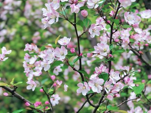 枝头绽放的粉嫩繁花