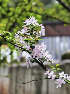 枝头绽放的粉嫩苹果花