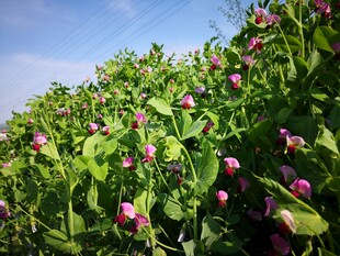 豌豆花