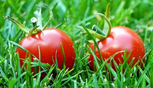 草地上的两颗鲜红番茄